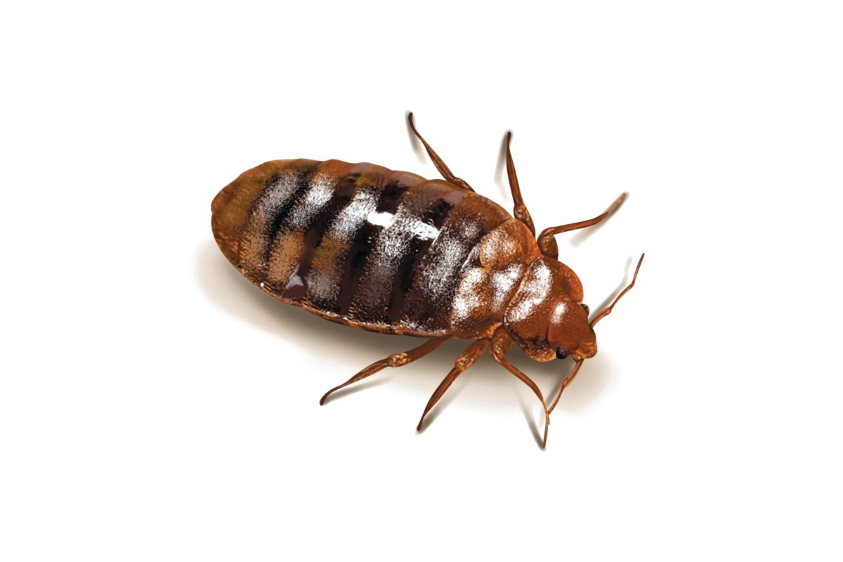 Adult bed bug