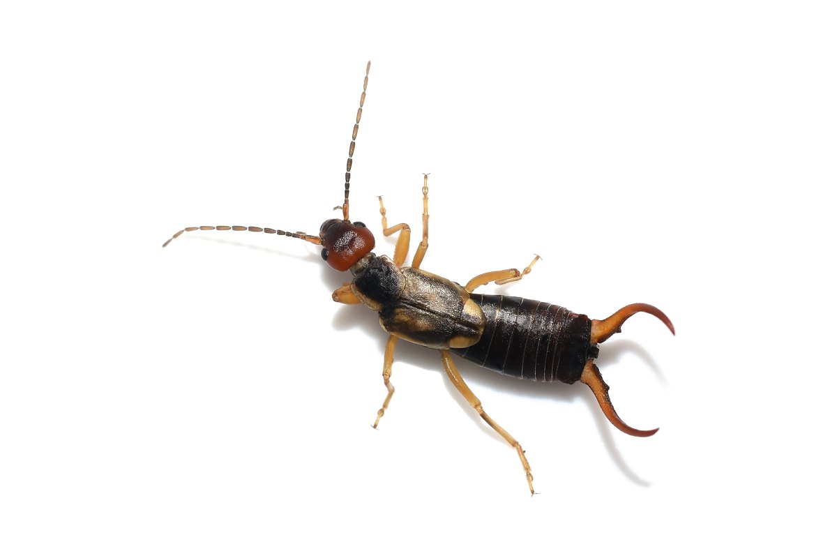 Earwig with its tail pincers