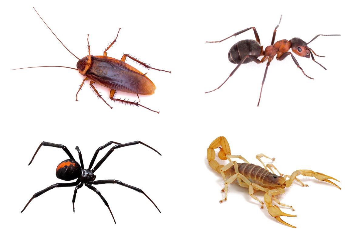 Cockroach, ant, black widow and scorpion