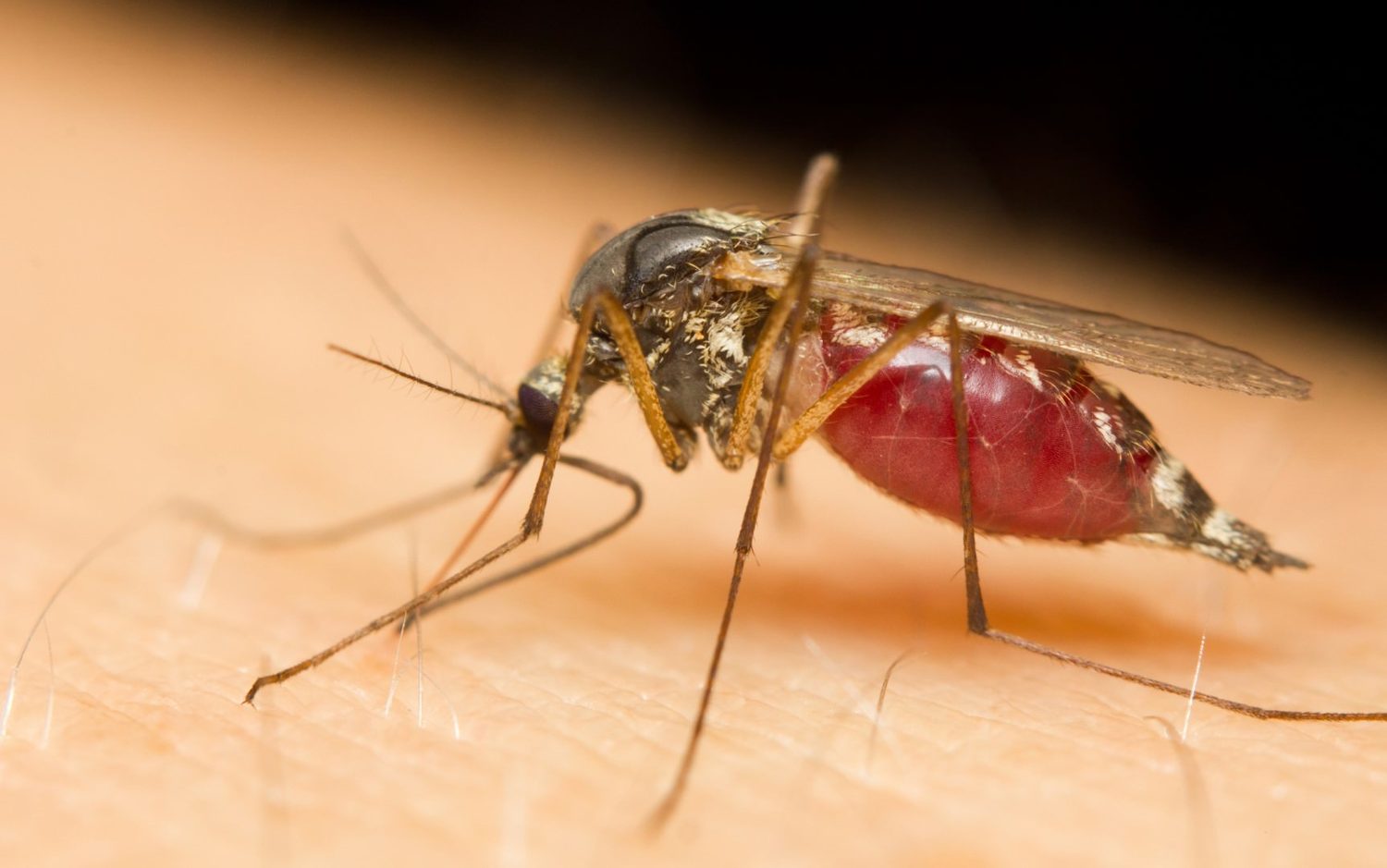 Mosquito feeding on human skin, its abdomen swollen red with blood