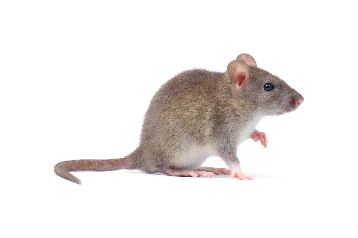 Roof rat
