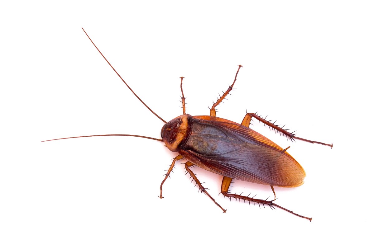 American cockroach