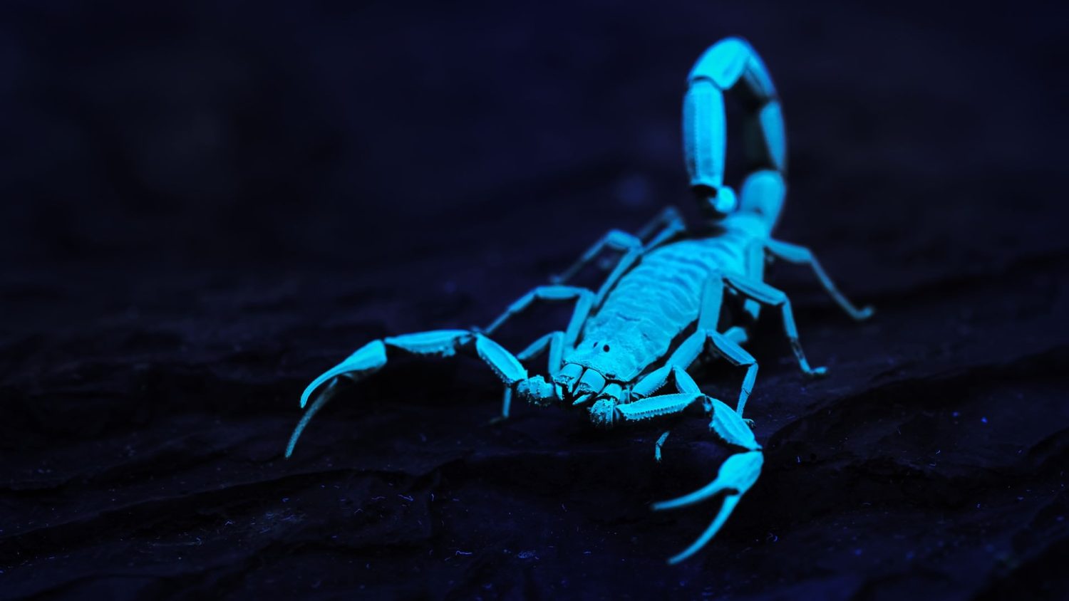Scorpion glowing bright blue under an ultraviolet flashlight
