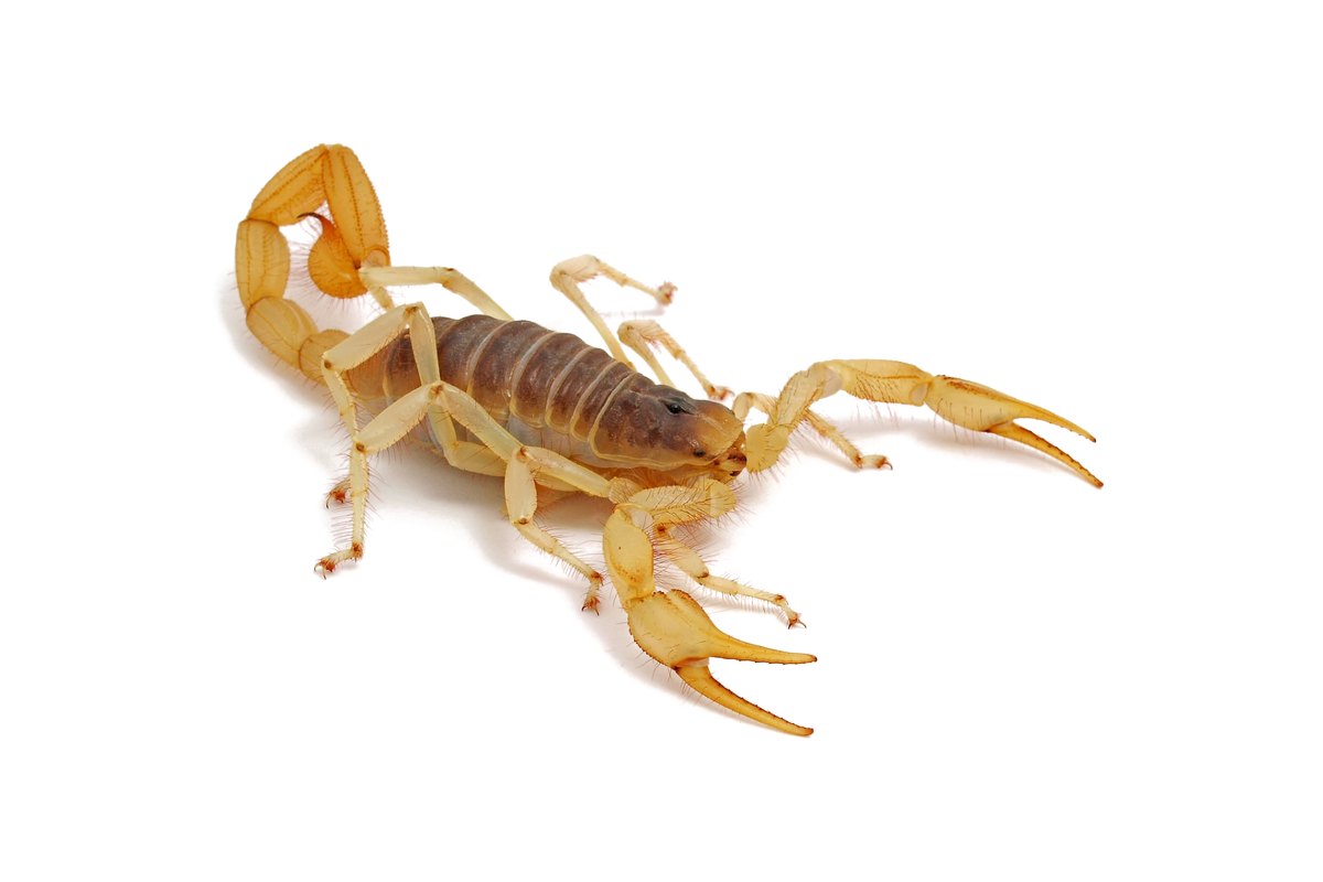 Desert hairy scorpion, one of the scorpions found around Arizona homes