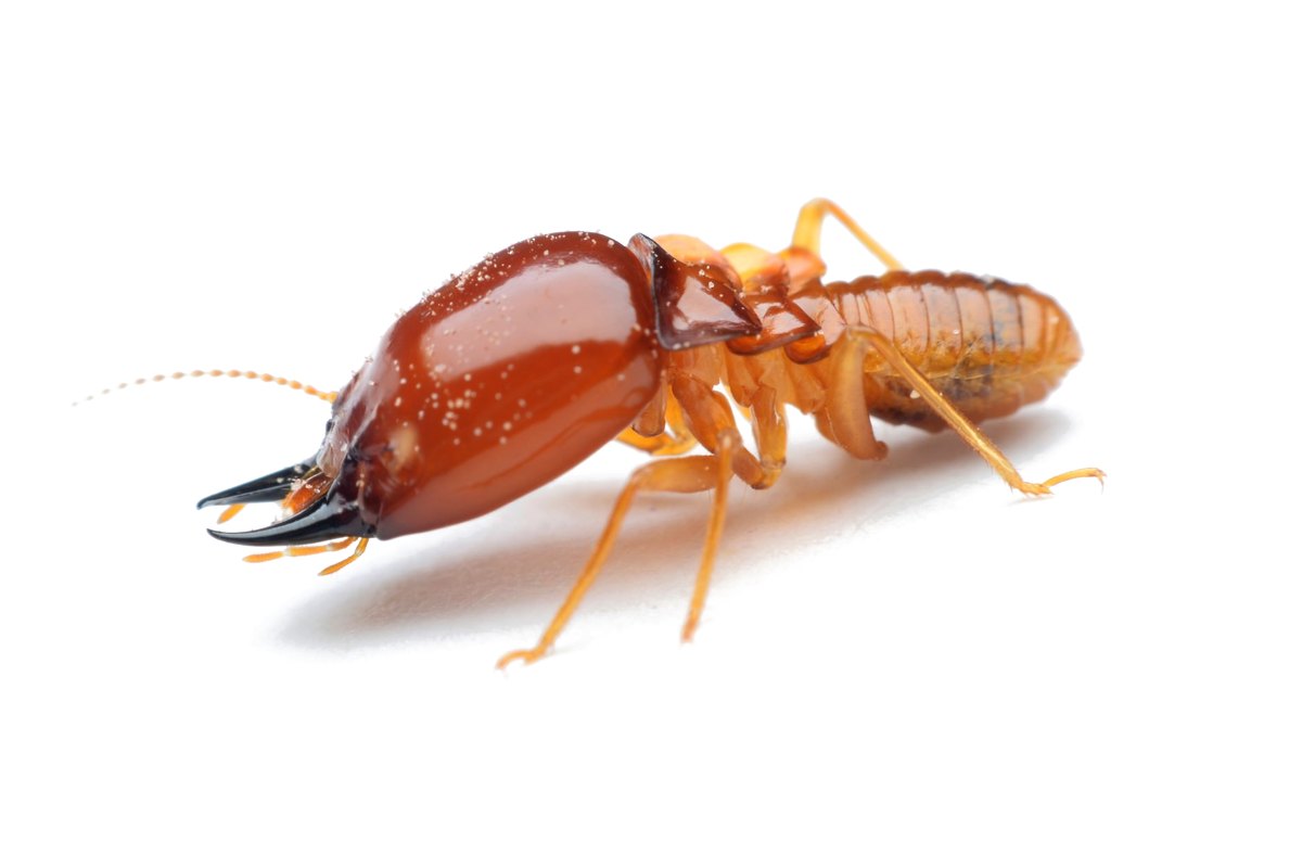 Subterranean termite soldier