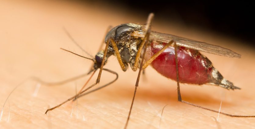 Close-up of a mosquito sucking blood